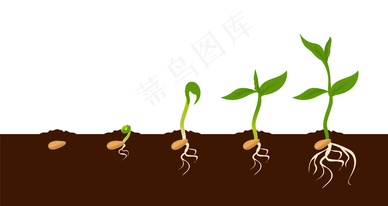 种子发芽过程ai矢量模版下载