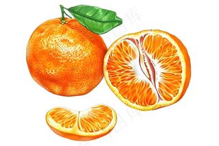 橘子砂糖橘手绘插画插图免抠