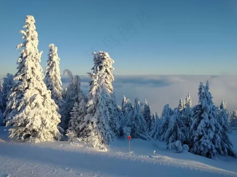 大雪覆盖的松树
