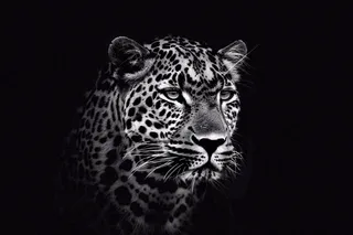 黑暗中的猎豹头部特写动物摄影图