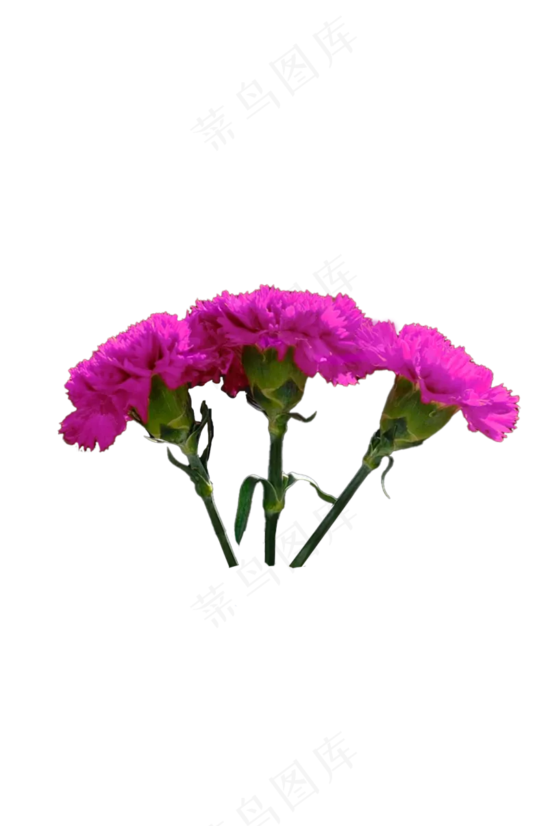 洋红色康乃馨 免抠