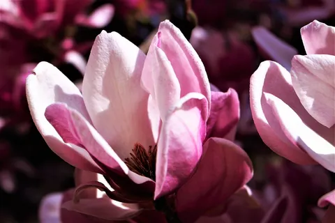 户外玉兰花花朵 户外玉兰花花朵