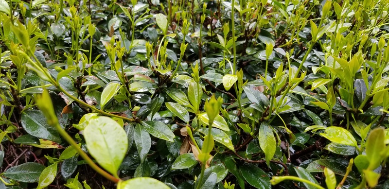 户外茶园茶叶