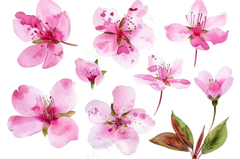 樱花桃花花朵花瓣花卉手绘插画插图免抠(1344x896)