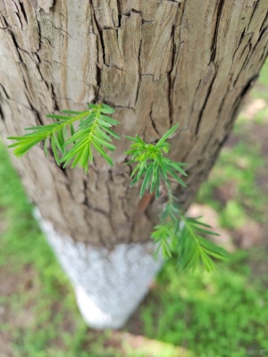绿色生命植物
