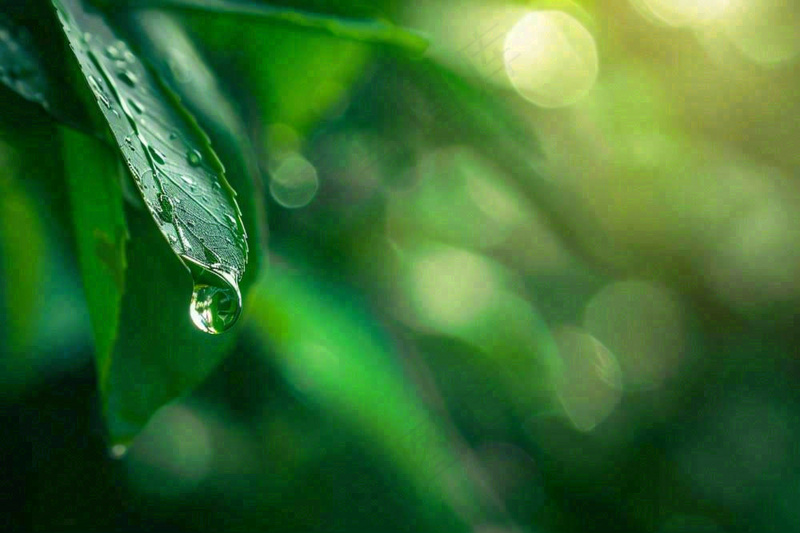 绿叶上挂着露珠水滴绿色立春雨水寒露摄影图(1344x896)