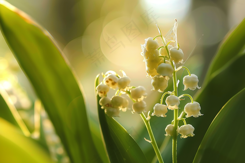 铃兰花植物花朵摄影图(4032x2688)