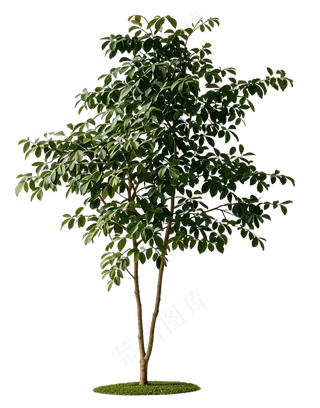 PSD免抠桂树