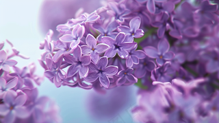 紫色花朵鲜花春天烂漫摄影图