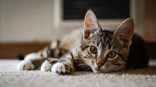 猫咪宠物猫可爱动物摄影图