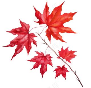 红色枫叶秋季卡通插画免抠
