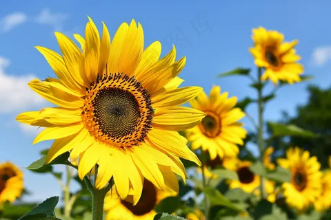 向日葵向阳鲜花摄影图