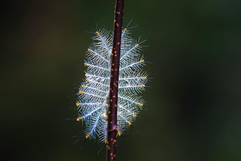 细长枝条上的蓝色毛虫