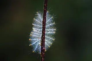 细长枝条上的蓝色毛虫