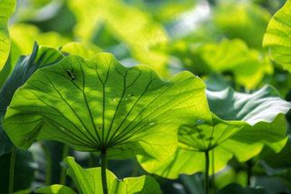 夏日荷叶阳光下遮阳绿意夏至立夏处暑摄影图