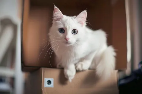 猫咪宠物猫可爱动物摄影图