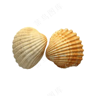 免扣一对贝壳