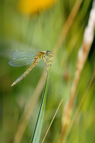 蜻蜓植物枝干昆虫摄影图