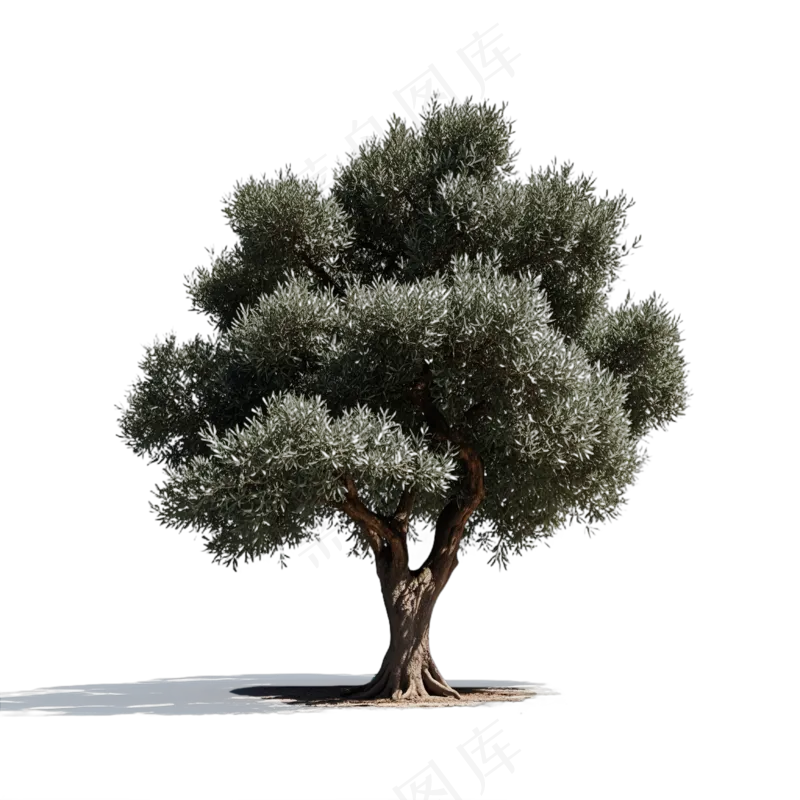 PSD免抠橄榄树