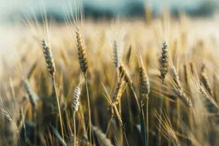 金黄成熟的小麦麦穗农田芒种秋天丰收摄影图