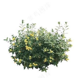 免抠开花灌木