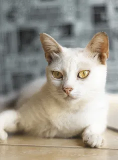 猫咪小猫动物 猫咪小猫动物