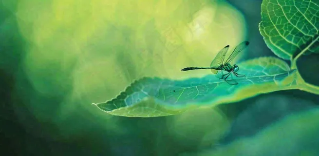 绿叶上的蜻蜓春天夏天春分立夏摄影图