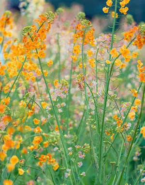 油菜花的季节来了6