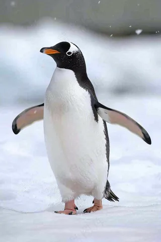 冰雪天地的企鹅寒冷动物摄影图