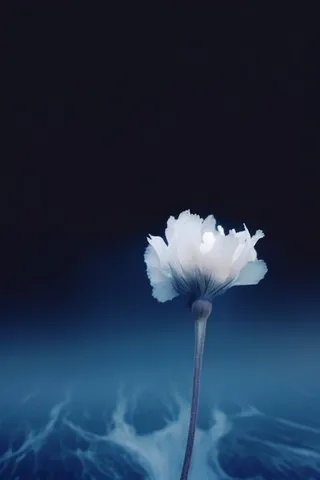 冰珠白色花瓣简约背景