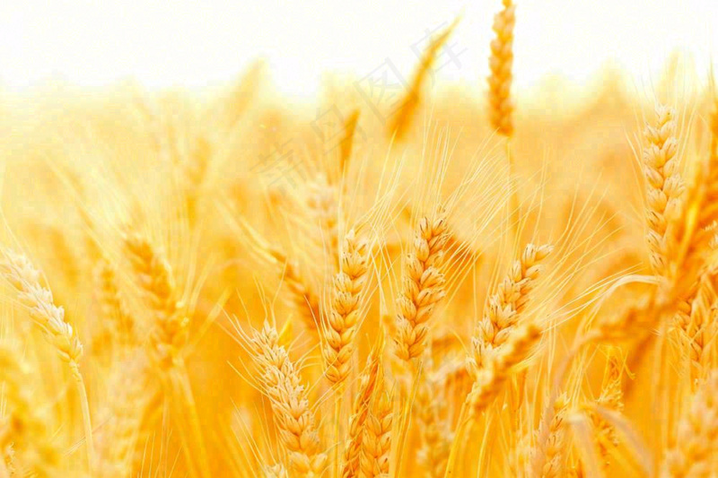 金黄的麦田小麦麦穗芒种秋收秋分摄影图