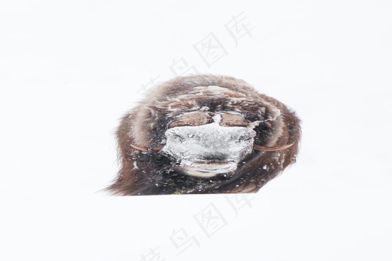 高清动物图片 (42)