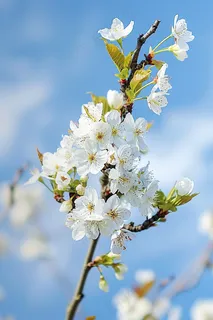 春日樱花花朵摄影图