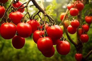 番茄西红柿种植园摄影图