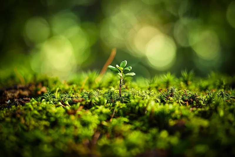 苔藓石壁上生长的苔藓春天摄影图(4032x2688)