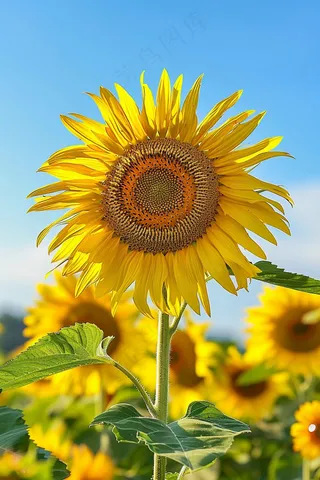 向日葵向阳鲜花摄影图