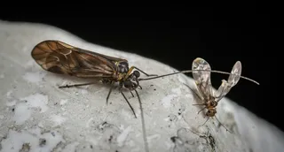 微观世界中的昆虫对话