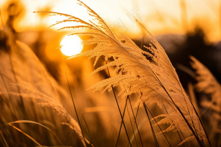 芦苇荡夕阳下美丽芦苇花摄影图