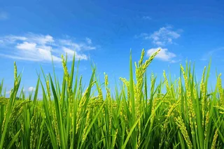 水稻农田种植粮食稻穗摄影图