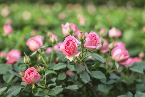 玫瑰花鲜花花朵摄影图