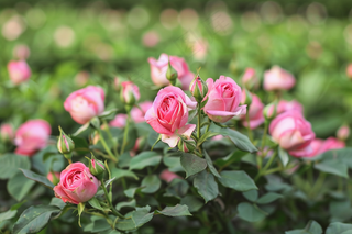 玫瑰花鲜花花朵摄影图