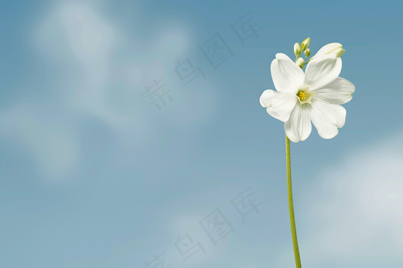 一束白花蓝天背景摄影图(4032x2688)