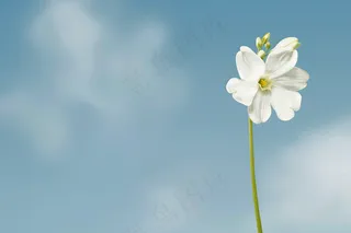 一束白花蓝天背景摄影图