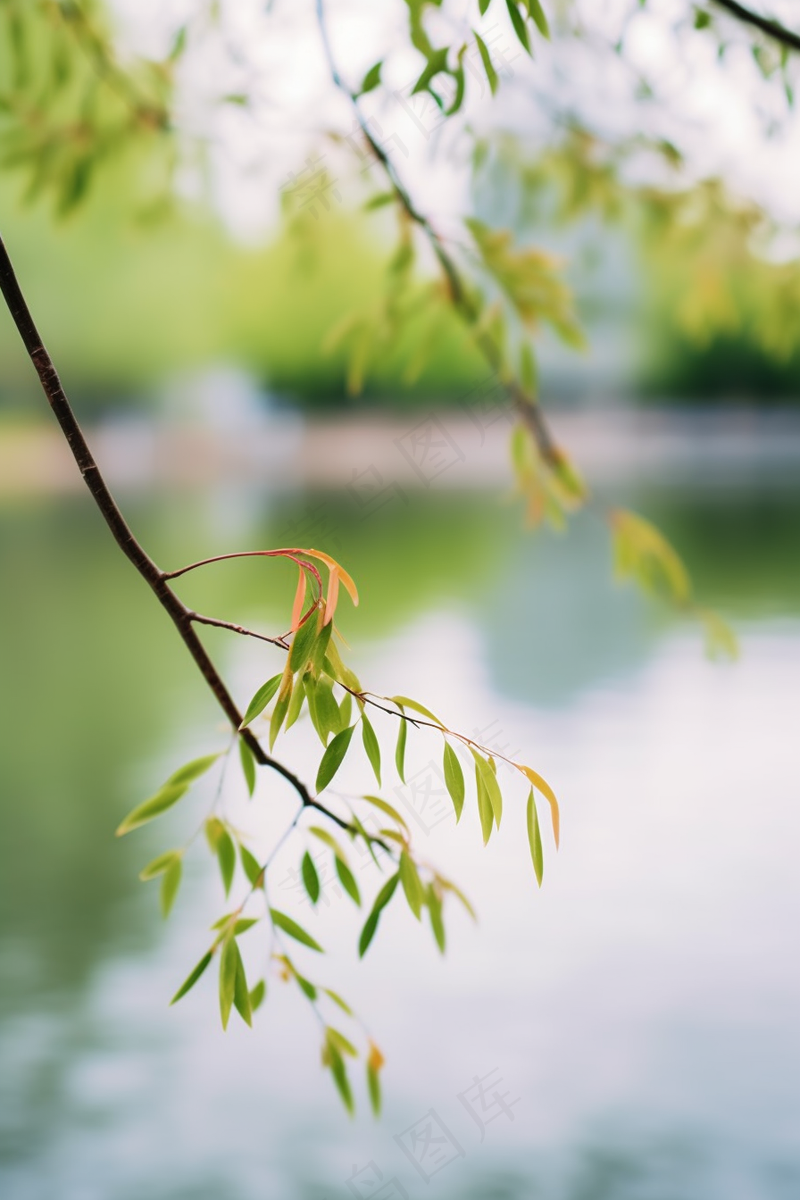春天树枝抽新芽绿意立春春分摄影图