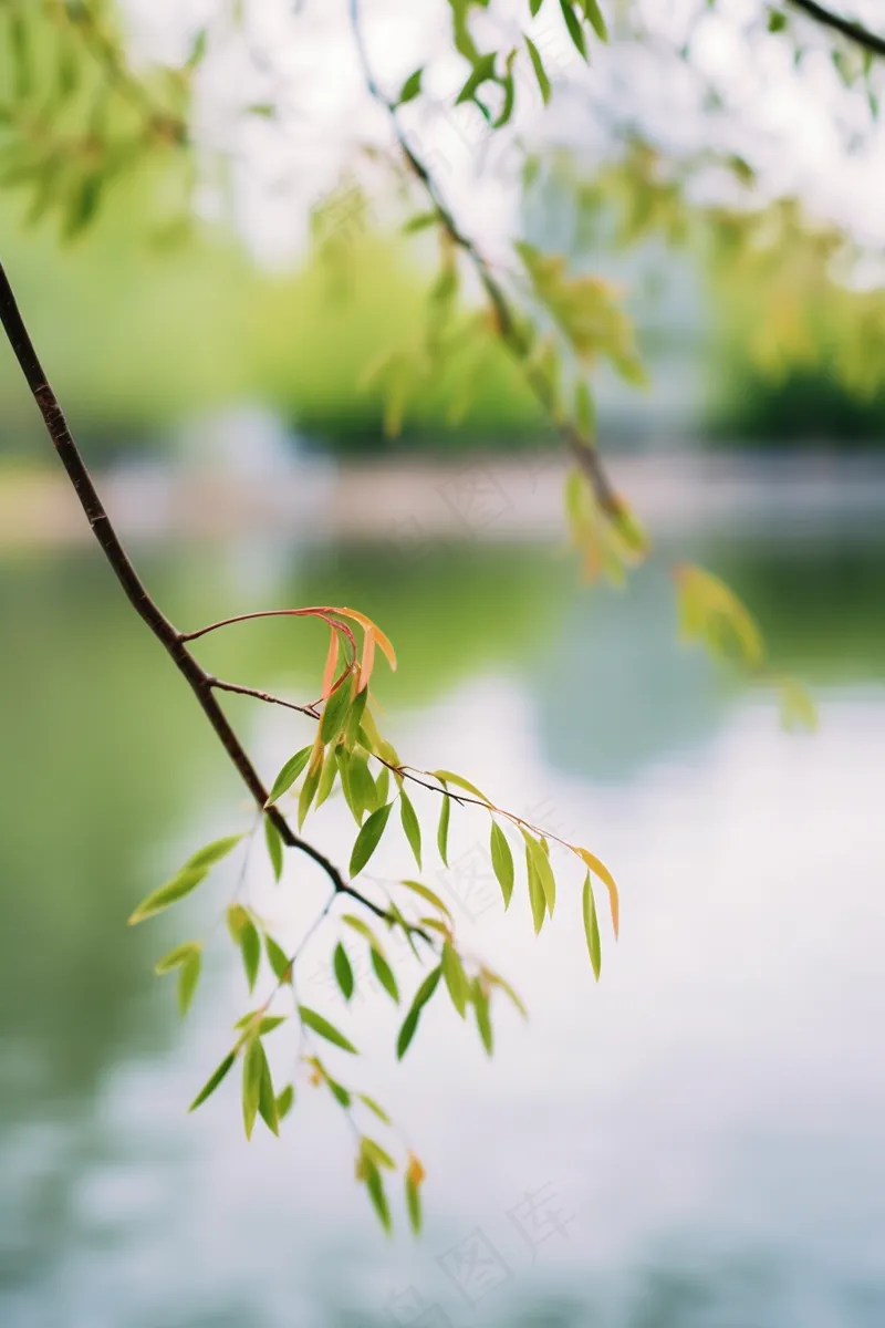 春天树枝抽新芽绿意立春春分摄影图(x)