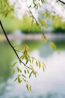 春天树枝抽新芽绿意立春春分摄影图