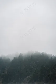 云雾森林图片