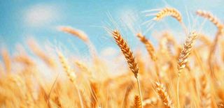 秋天成熟小麦地金黄小麦穗粮食芒种摄影图