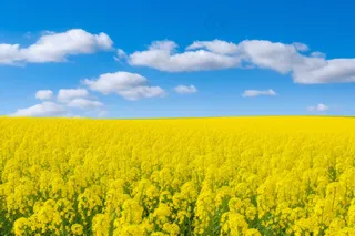 春天油菜花田黄色花雨水节气摄影图