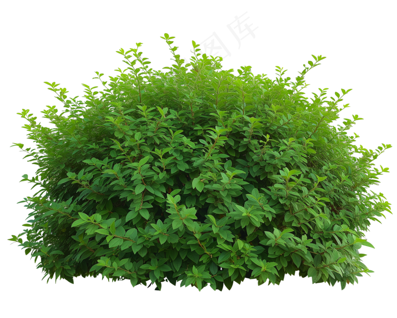 免抠开花灌木